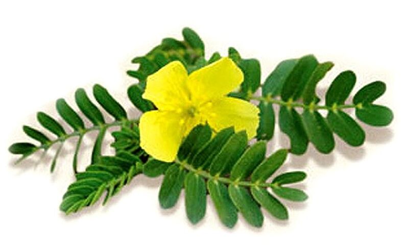 Το Gluconol περιέχει Tribulus terrestris